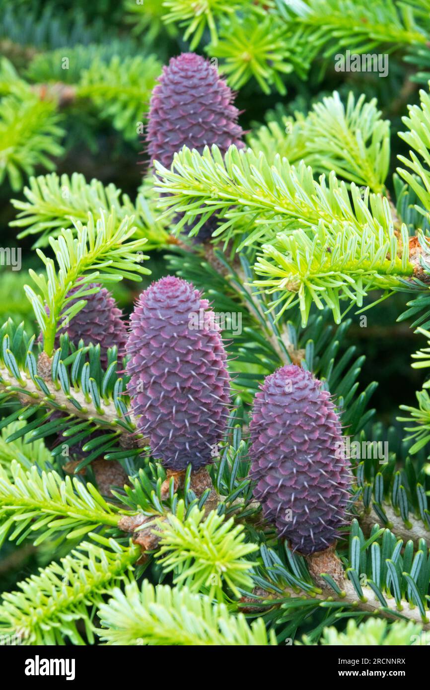 Female cones, Arnold Fir, Abies arnoldiana 'Cyrille', Evergreen, Foliage, Cones, Conifer Stock Photo