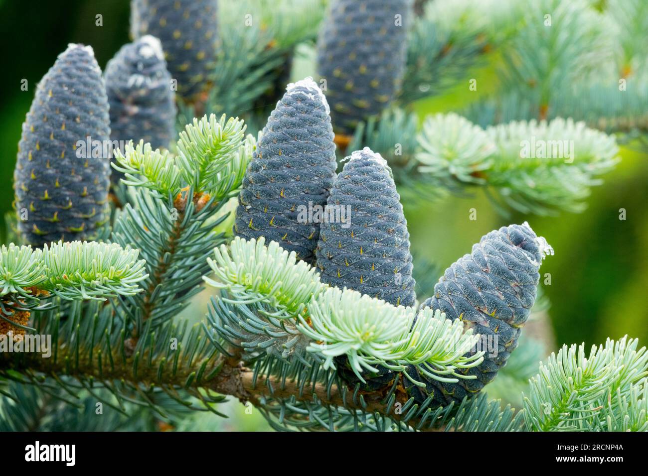 Balsam Fir, Cones, Abies balsamea 'Blue Angel' Stock Photo