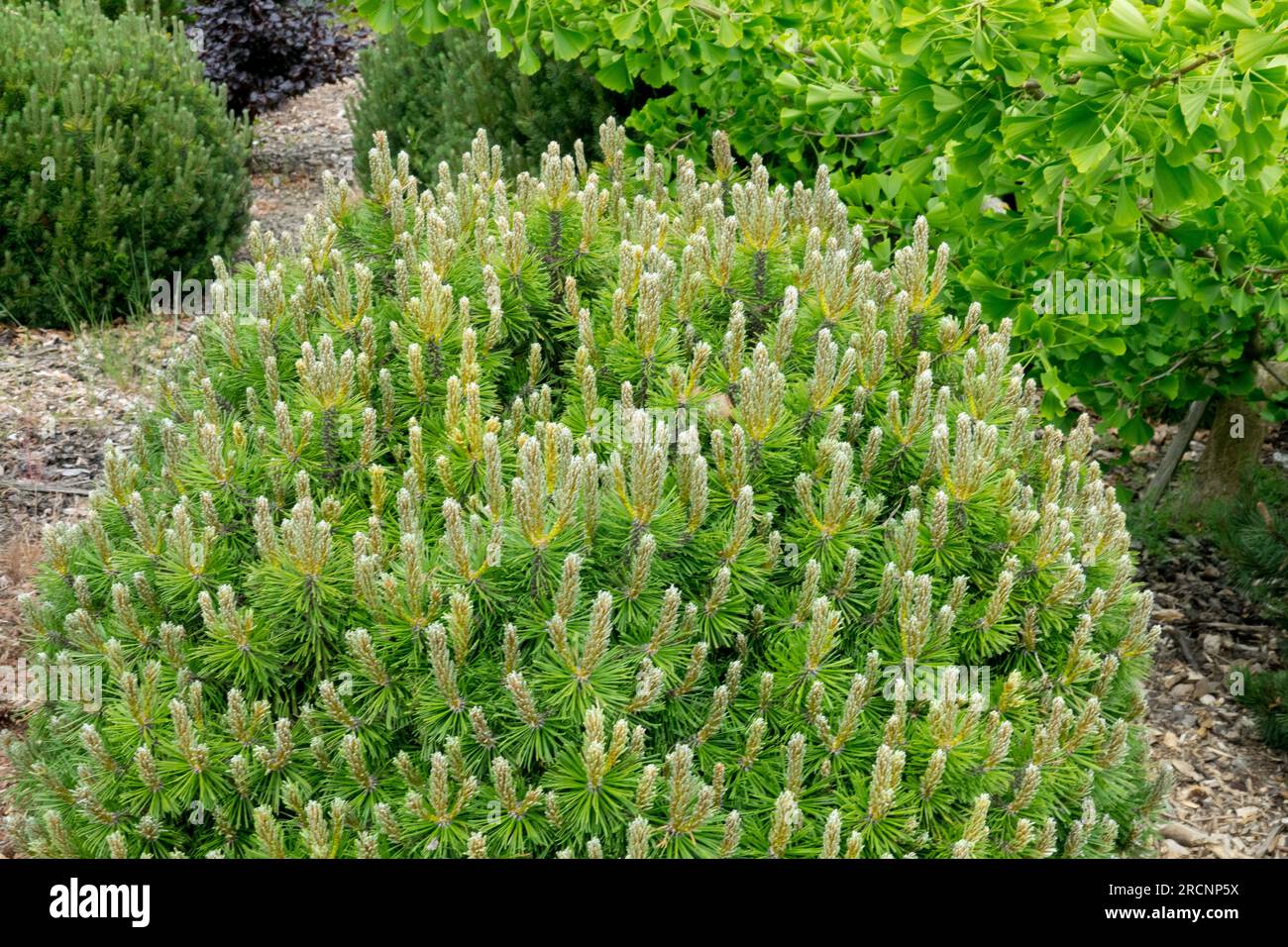 Mugo pine, Pinus mugo "Echiniformis" Stock Photo