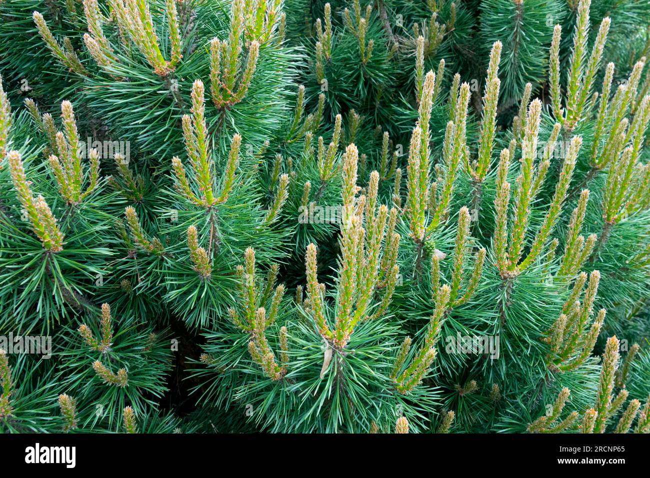 Scots Pine, Pinus sylvestris 'Westonbirt' young shoots Stock Photo