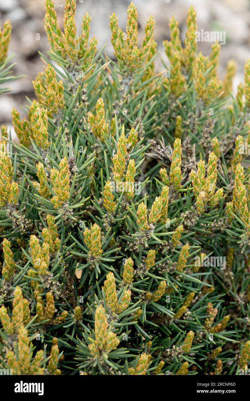 Singleleaf Pinon, Pinus monophylla 'Beat Mouse', Tree, Dwarf Stock Photo