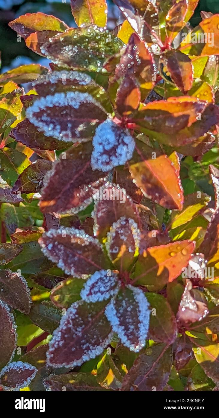 Garden plants frost winter sunlight hardy hoare churt surrey Stock