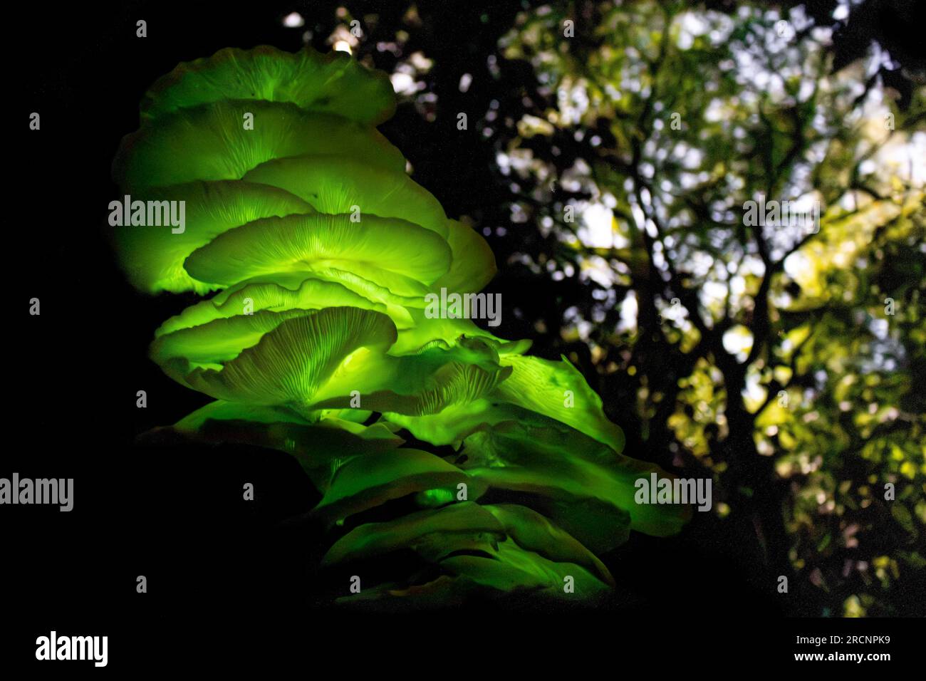 Bioluminescent hi-res stock photography and images - Alamy