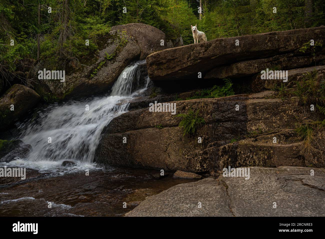 White wolf looking on the top of amazing waterfall hidden deep in Jizera mountains, Czech Republic. Calm and peaceful place with water flowing ... Stock Photo