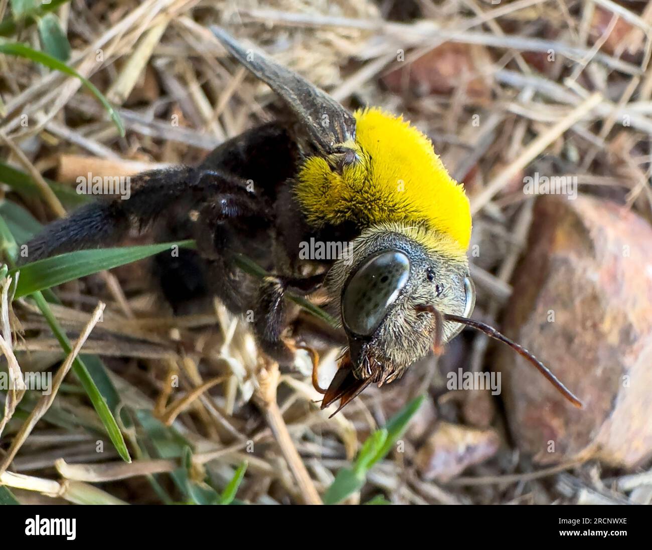 carpenter bees found only in northern Australia. Stock Photo