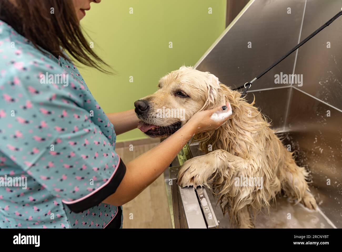 Funny portrait of a golden retriever dog showering with shampoo Stock