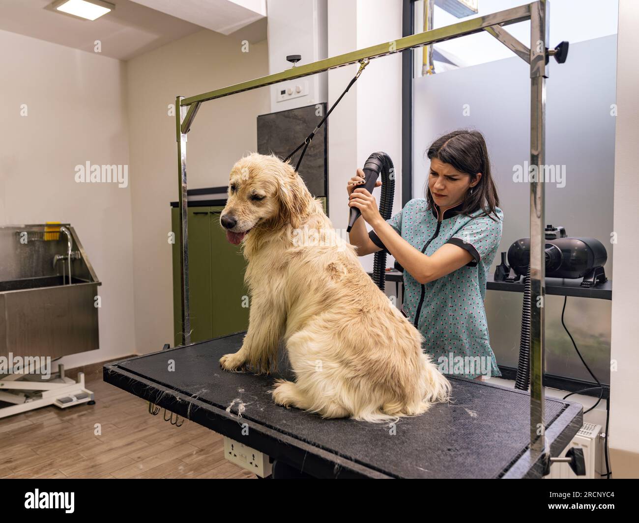 How to Groom a Golden Retriever: 14 Steps (with Pictures) - wikiHow