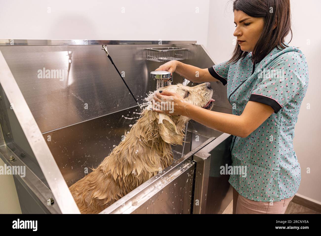 Picture of Golden retriever dog taking a shower with shampoo and water Stock Photo ...