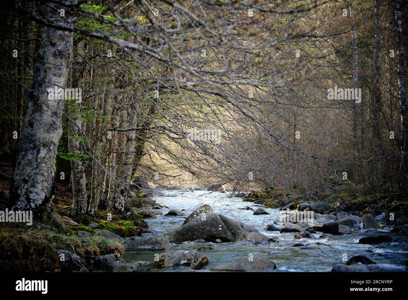 landscape of a river surrounded by many trees on its banks, the