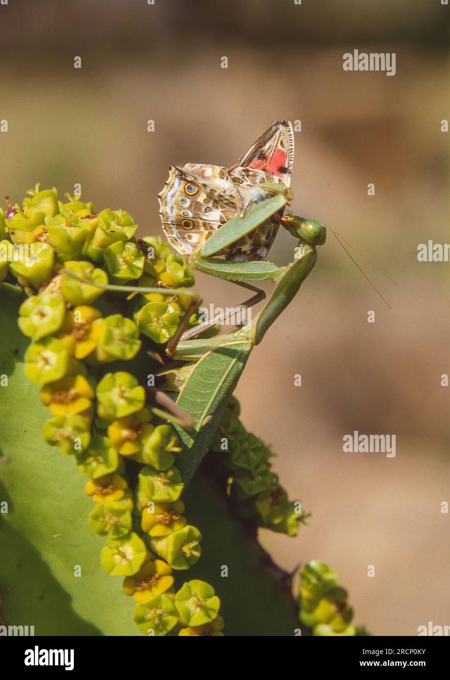 A praying mantis, on a Euphorbia plant, feeding on a butterfly in the Lowveld National Botanical Garden in Mpumalanga Province in South Africa. Stock Photo