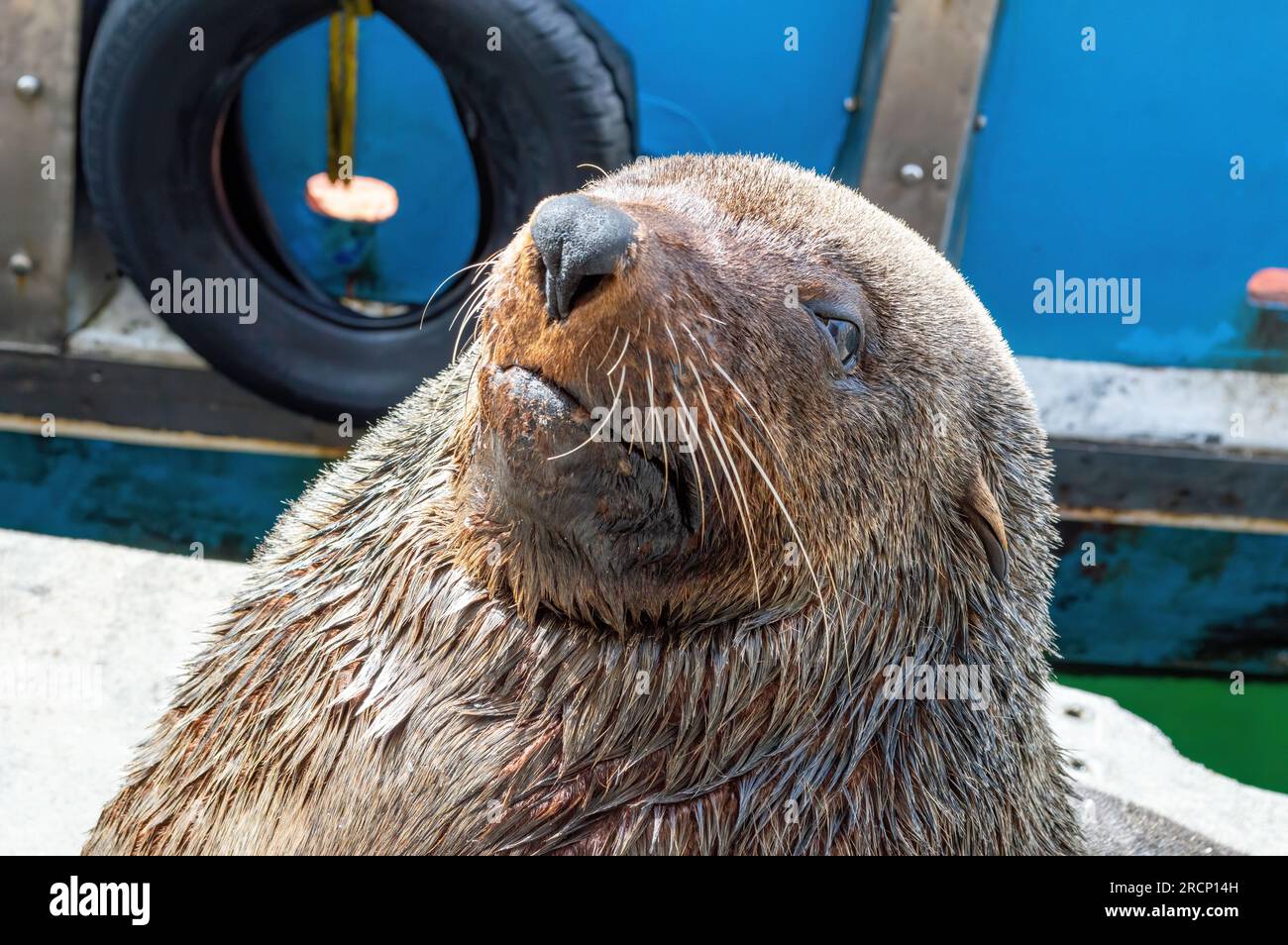 Large seal hi-res stock photography and images - Alamy