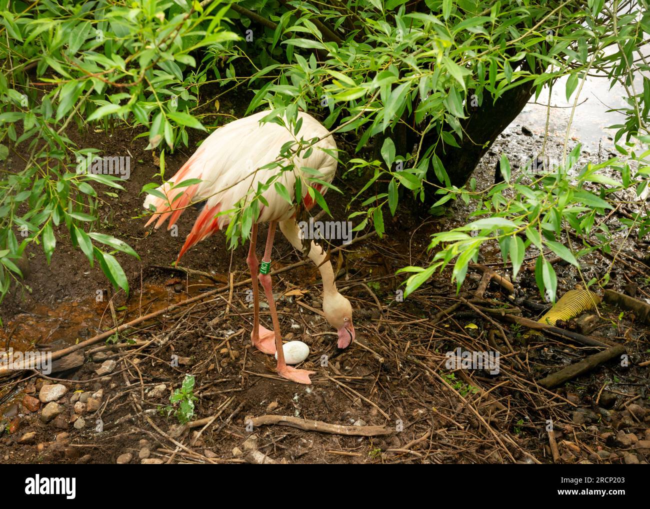 Greater Flamingo or Phoenicopterus roseus preparing to incubate egg on the ground in Gdansk Zoo, Gdansk, Poland, Europe, EU Stock Photo