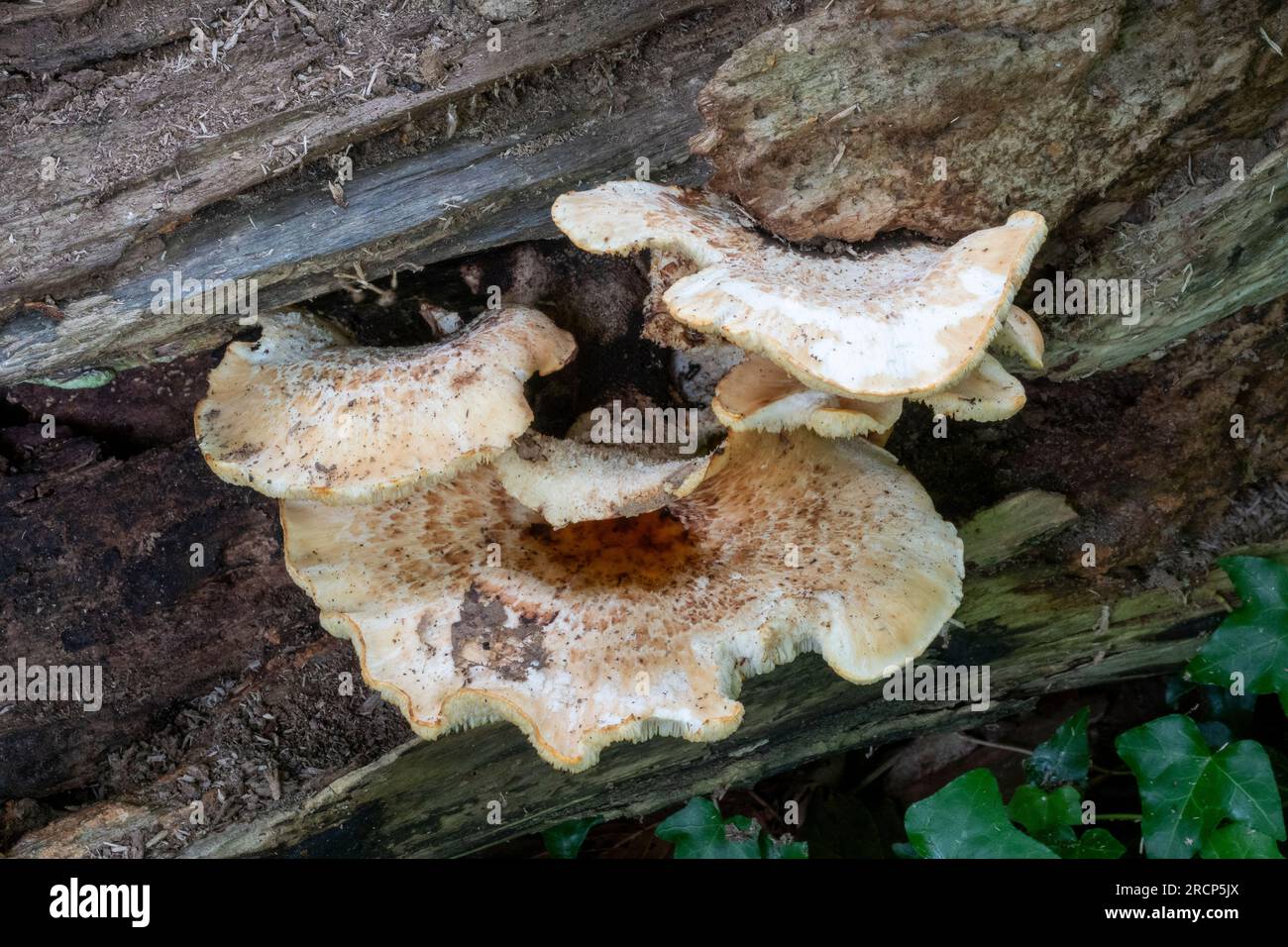 Fungi in Sussex woodland, England Stock Photo