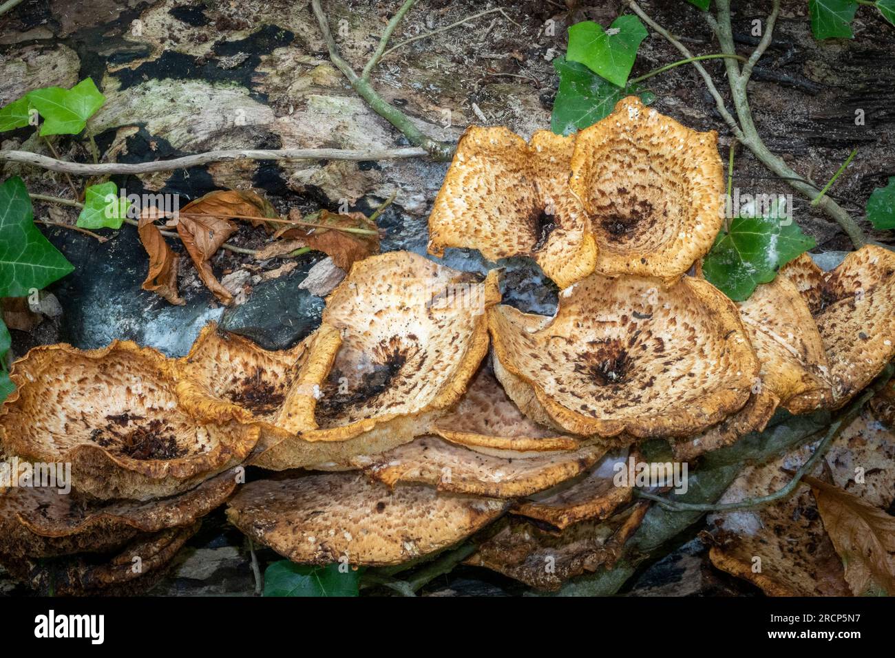 Fungi in Sussex woodland, England Stock Photo