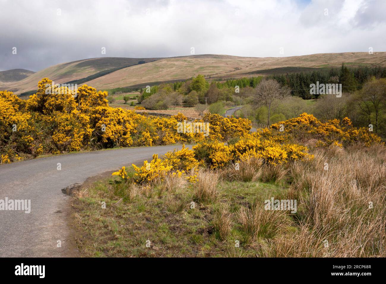 Ulex europaeus - Gorse, lining a single track country road, Argyll and Bute, Scotland Stock Photo