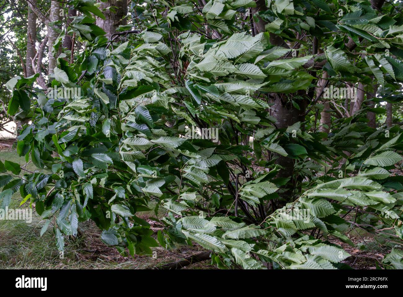 A strong wind blowing across a small tree with the leaves forced horizontal and facing right Stock Photo