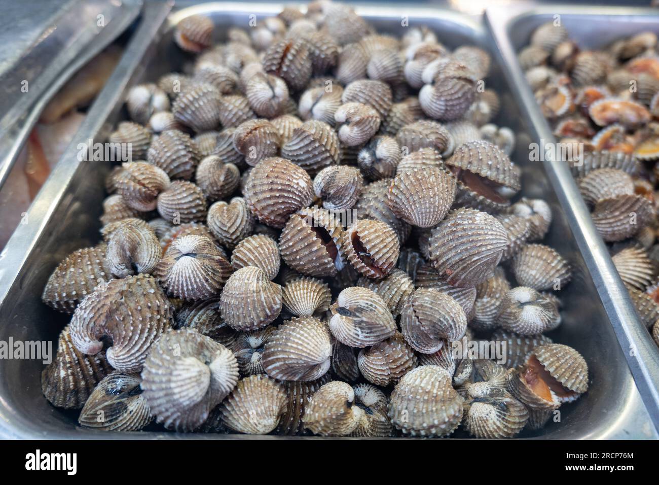 Clam scientific name sale