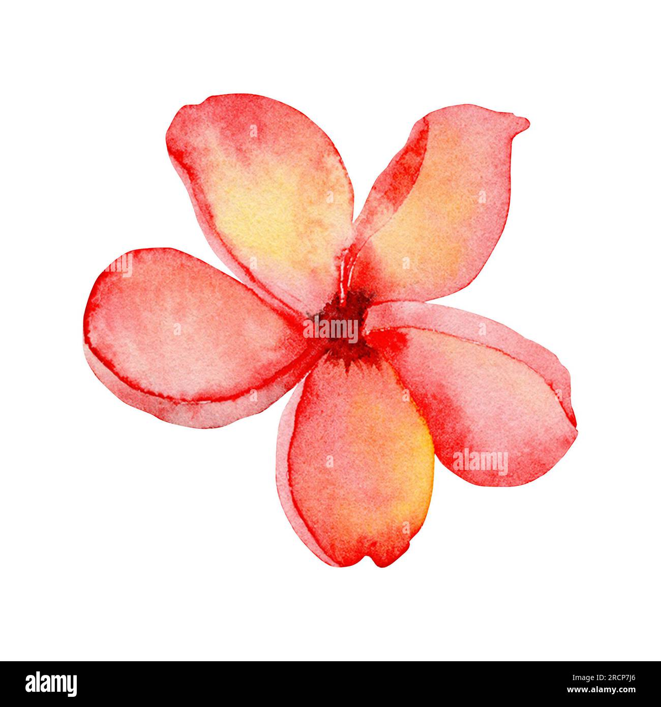 Plumeria Tropical Flower. Hand drawn abstract watercolor illustration. Isolated botalical design element. Stock Photo