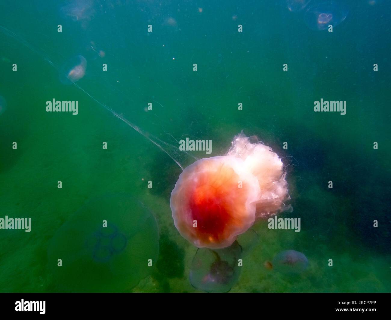Fire Jellyfish Hi res Stock Photography And Images Alamy Fire Jellyfish Hi res Stock Photography And Images Alamy
