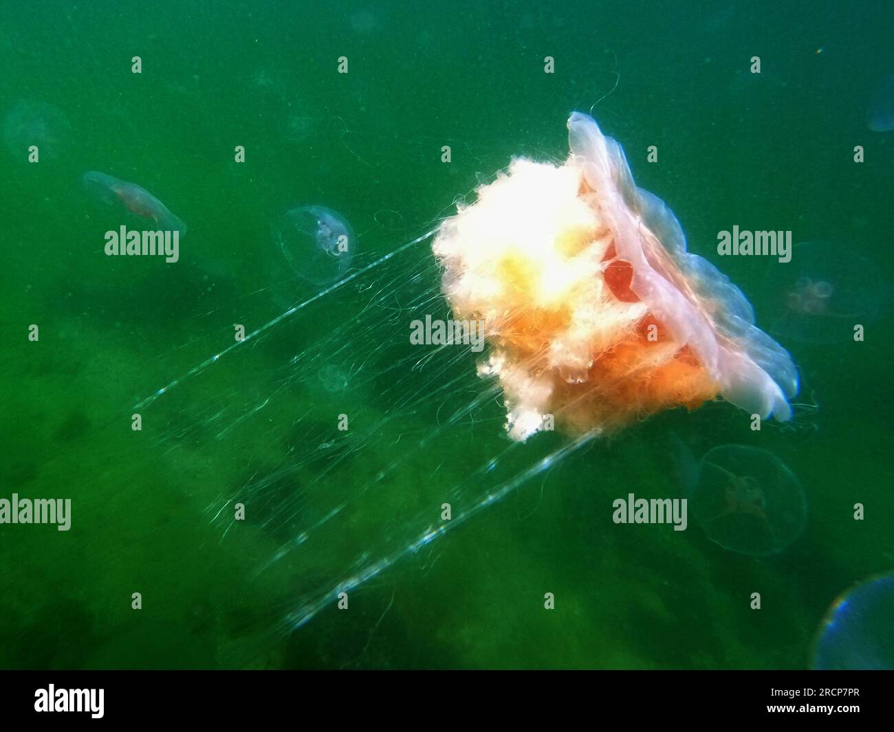 Timmendorfer Strand, Germany. 15th July, 2023. A fire jellyfish swims in the Baltic Sea. Numerous harmless jellyfish and several fire jellyfish in the Bay of Lübeck have somewhat dampened the joy of refreshment in the cool water. Credit: Thomas Müller/dpa/Alamy Live News Stock Photo