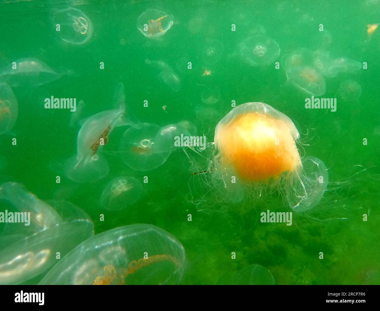 Timmendorfer Strand, Germany. 15th July, 2023. A fire jellyfish swims in the Baltic Sea. Numerous harmless jellyfish and several fire jellyfish in the Bay of Lübeck have somewhat dampened the joy of refreshment in the cool water. Credit: Thomas Müller/dpa/Alamy Live News Stock Photo