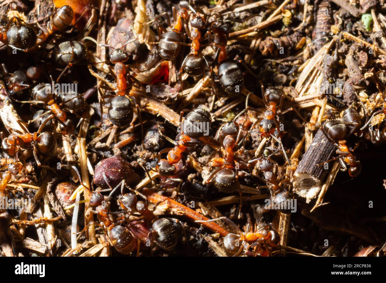 Red wood ants build a nest Formica rufa. Red ant colony in the forest. Macro photo. Stock Photo