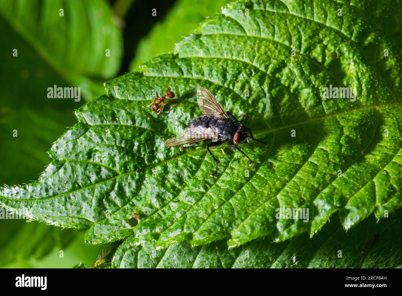 blue bottle fly species calliphora vomitoria isolated. Stock Photo