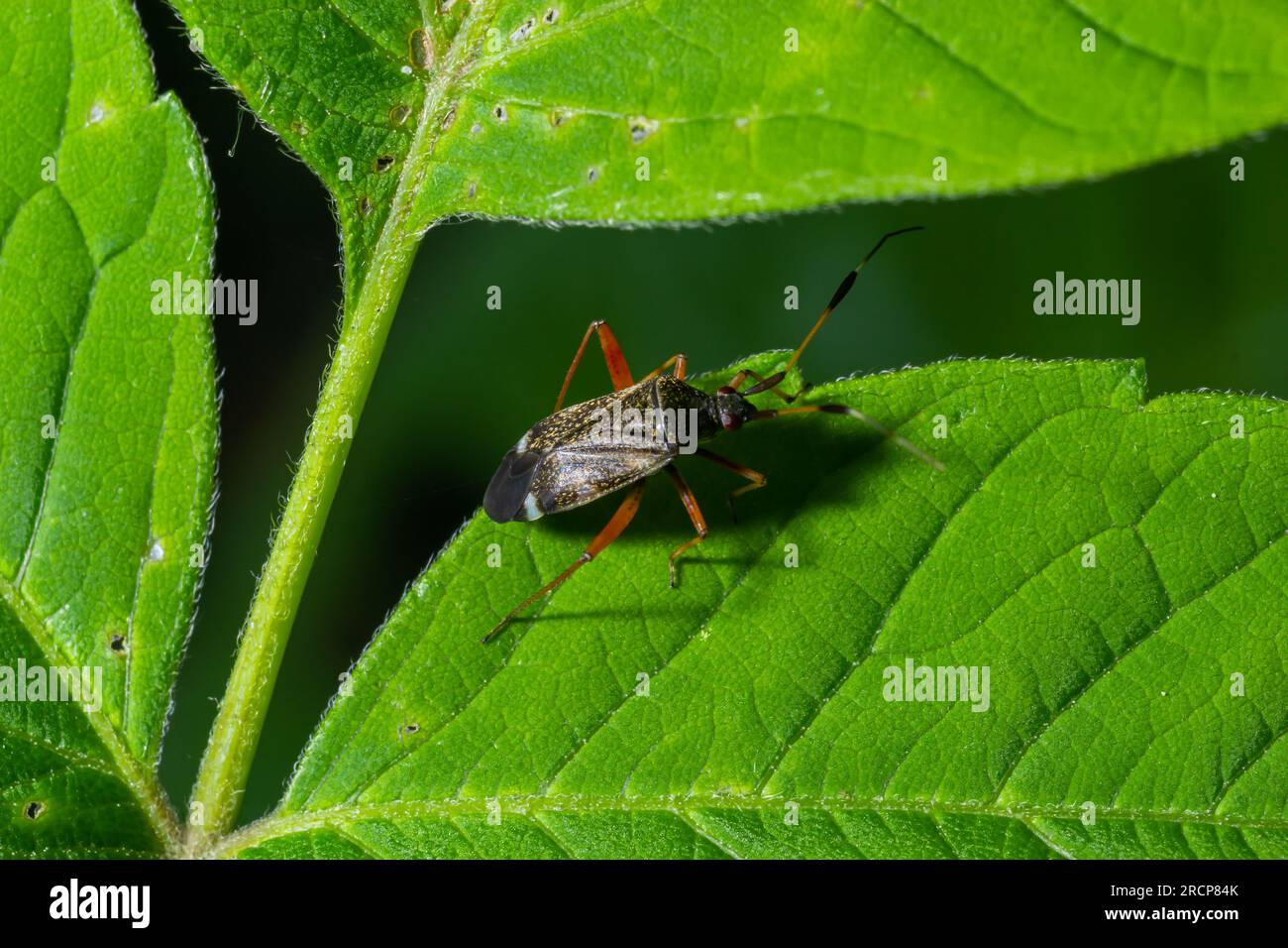 Capsodes flavomarginatus is a species of plant bug belonging to the family Miridae. Stock Photo