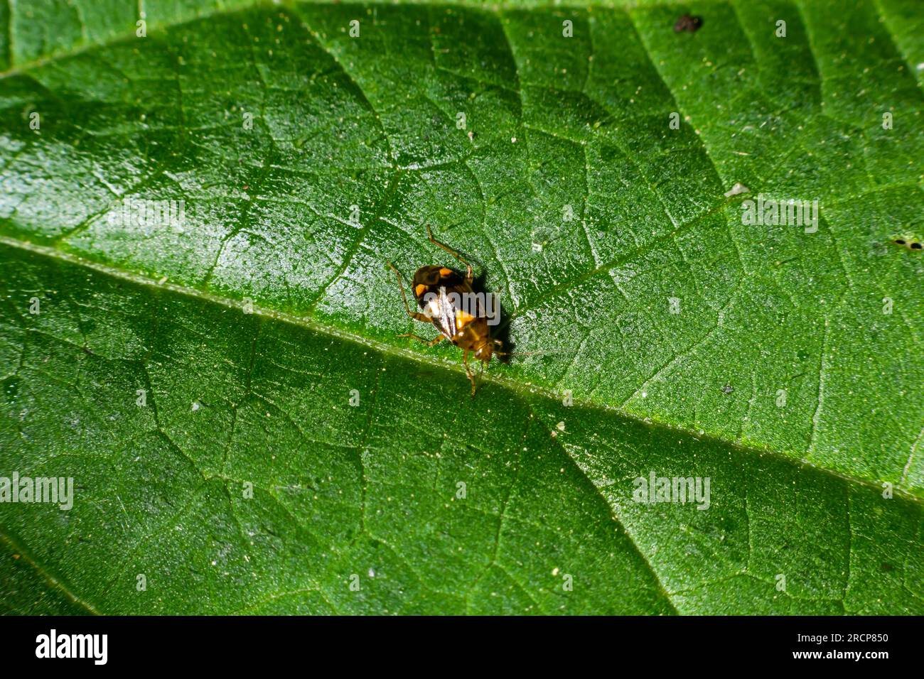 Capsodes flavomarginatus is a species of plant bug belonging to the family Miridae. Stock Photo