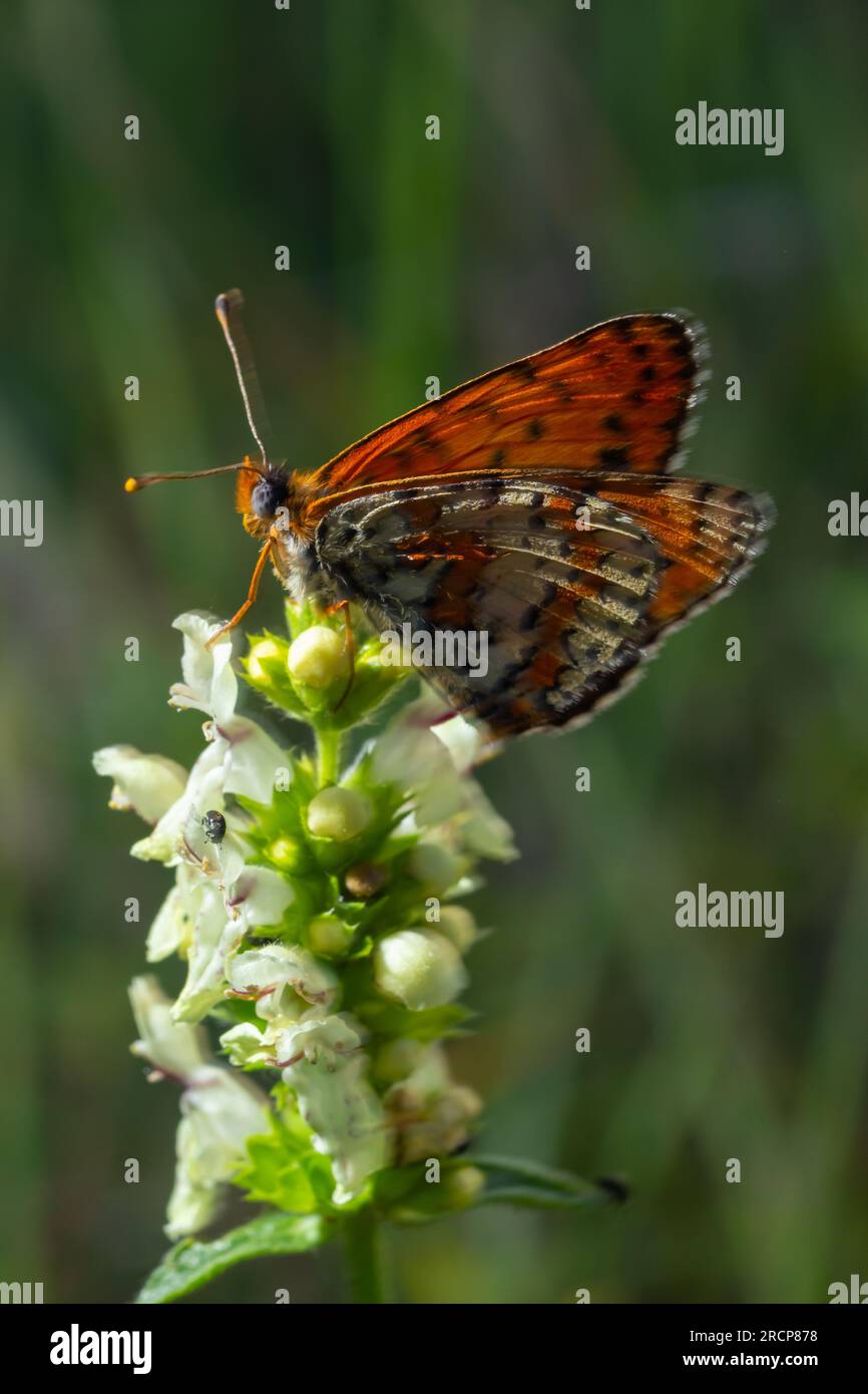 Glanville Fritillary, Melitaea cinxia, butterfly and spring wildflowers. Stock Photo