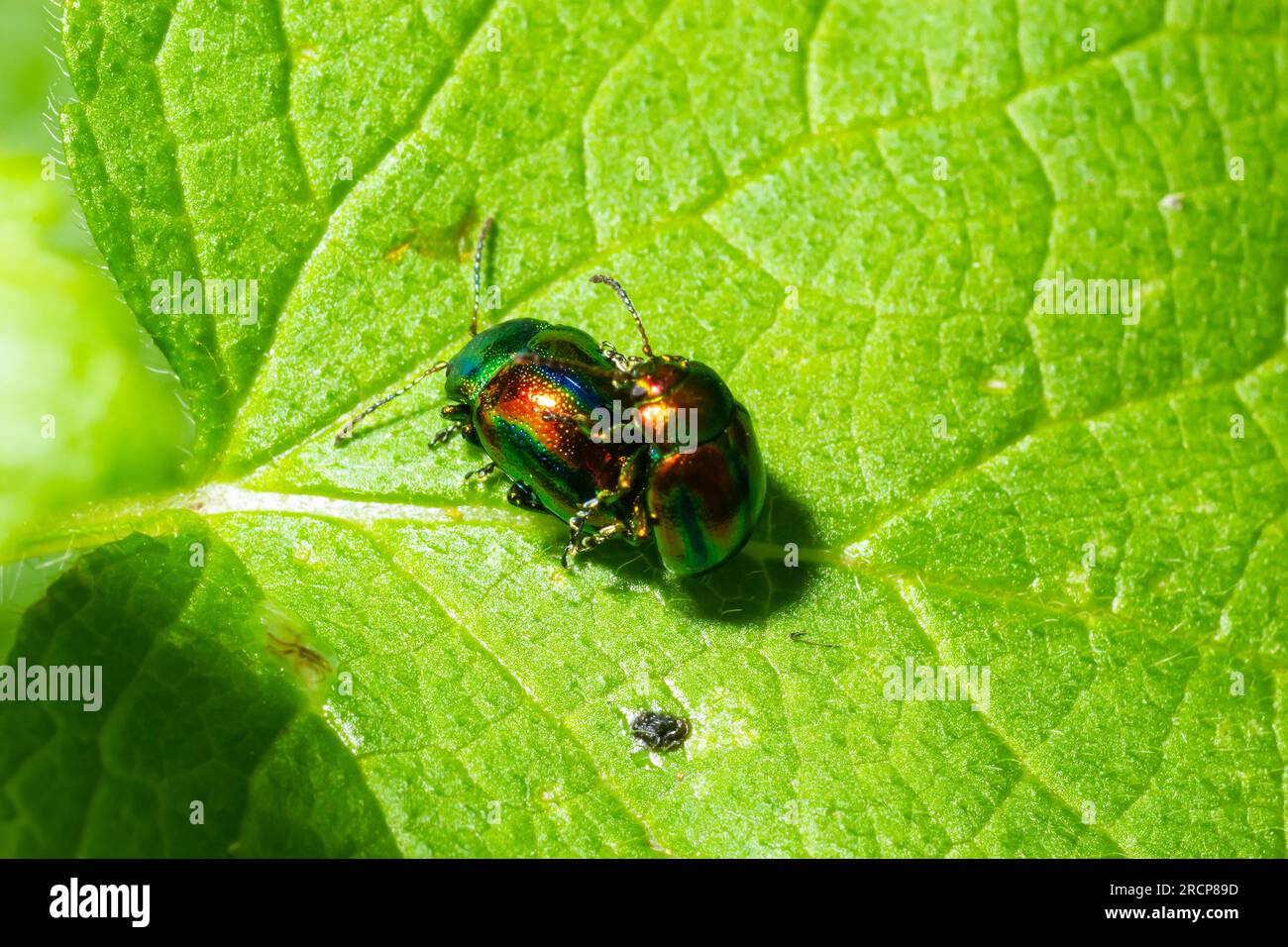 two shiny leaf beetles with rainbow colors during insect mating, chrysolina fastuosa. Stock Photo