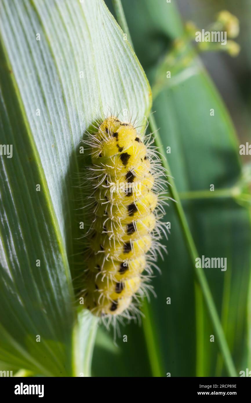 Yellow caterpillar with black dots of the butterfly Zygaena filipendulae. Stock Photo