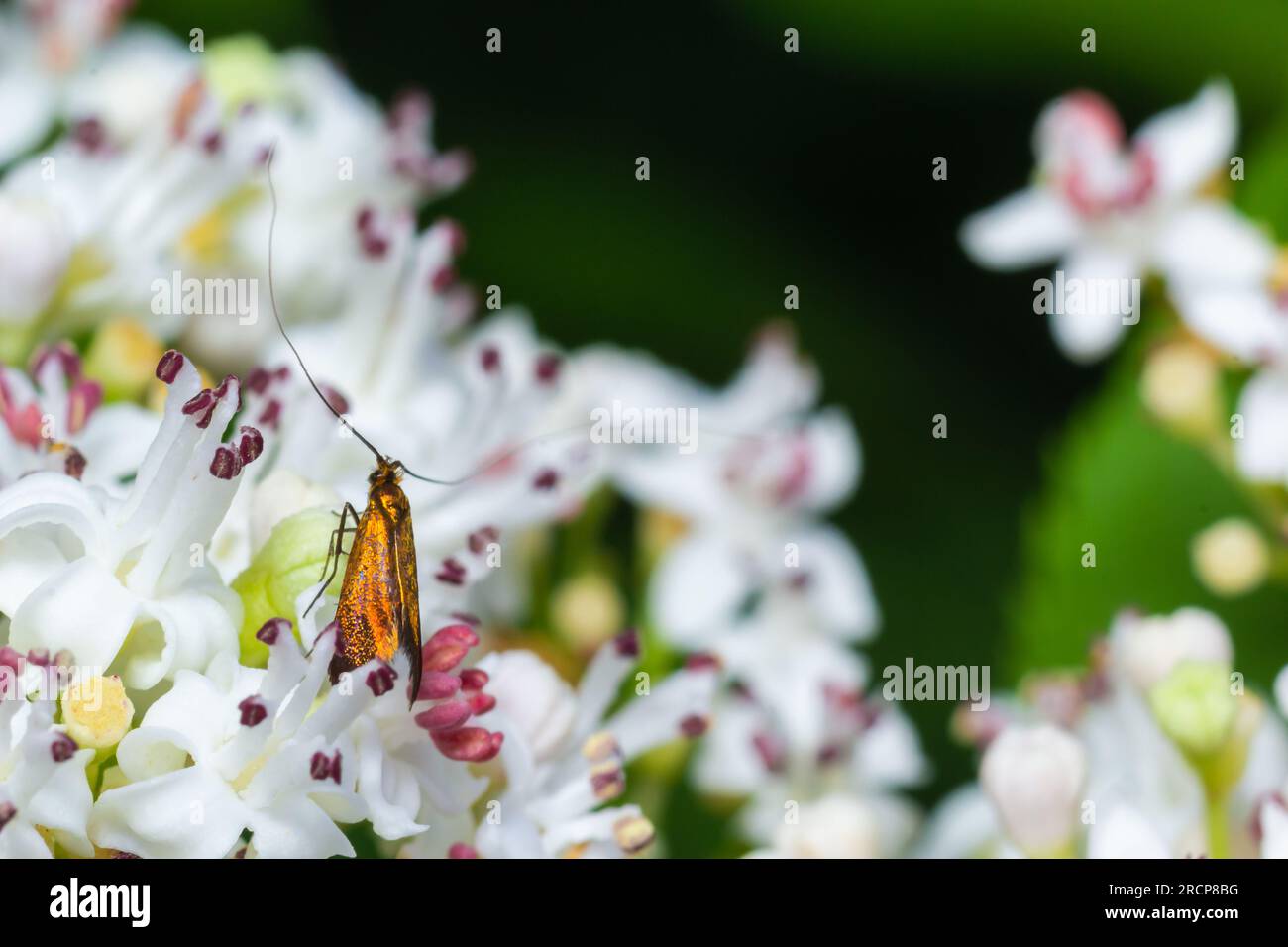 Close-up image of a long-legged butterfly, Nemophora degeerella on white flowers. Stock Photo