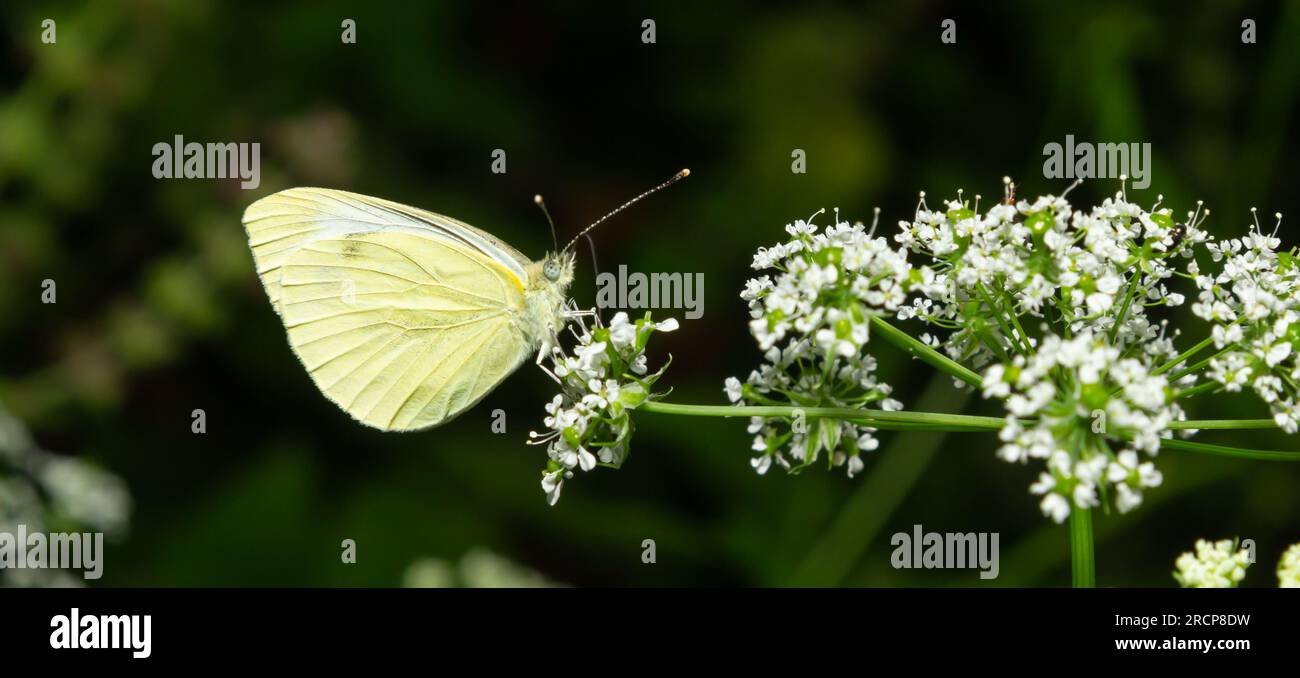 Pieris rapae or cabbage white, is a species of lepidopteran insect of ...