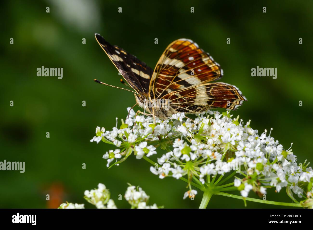 Map butterfly Araschnia levana on giant hogweed blossoms. Stock Photo