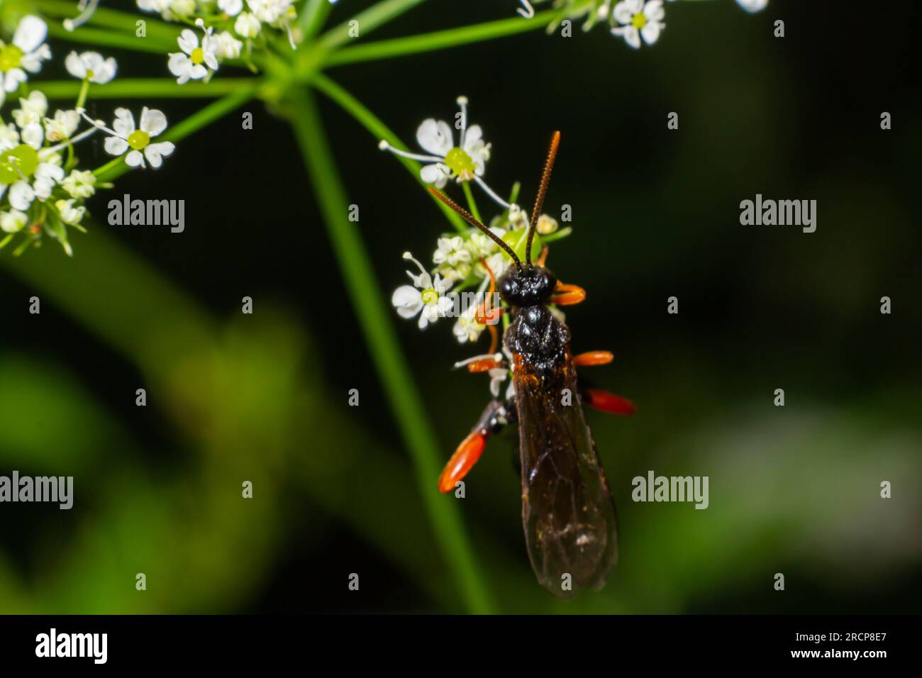 Tenthredo notha, a common sawfly, is a species belonging to the family Tenthredinidae subfamily Tenthrediniinae. Stock Photo