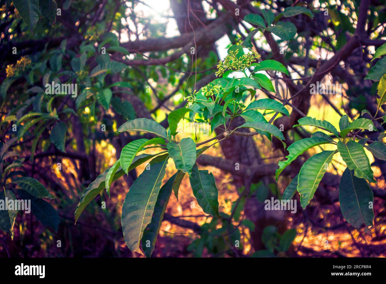 Large leafy tree hi-res stock photography and images - Alamy