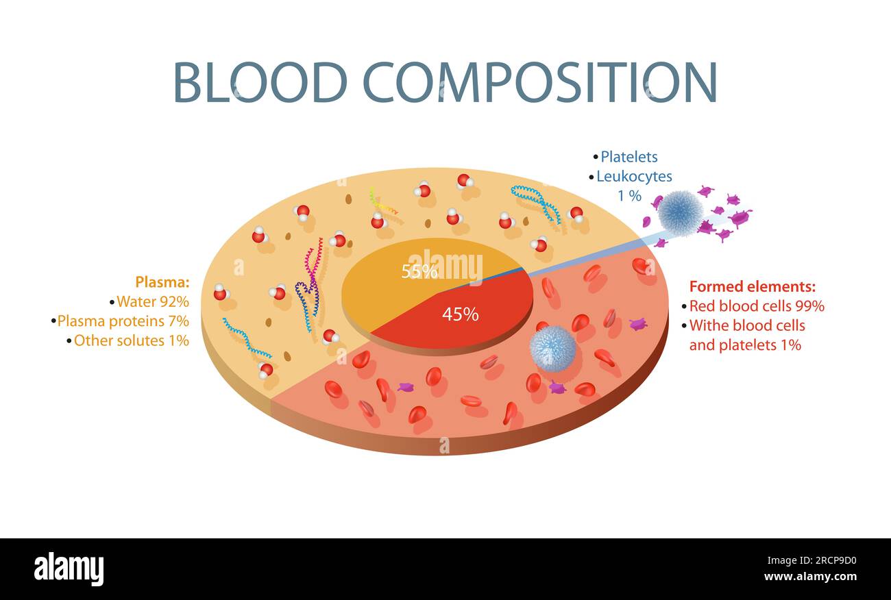 Three types of blood vessels Stock Photo