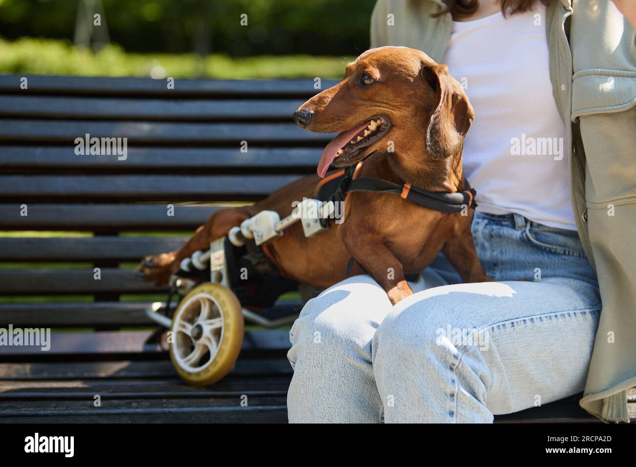 Disabled dachshund dog in a wheel chair sitting on a bench with the owner Stock Photo