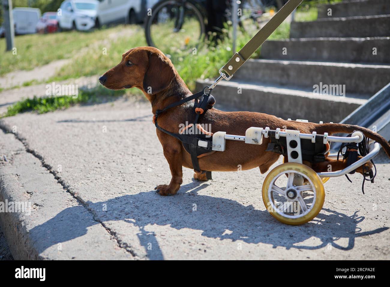 Weiner dog best sale wheelchair