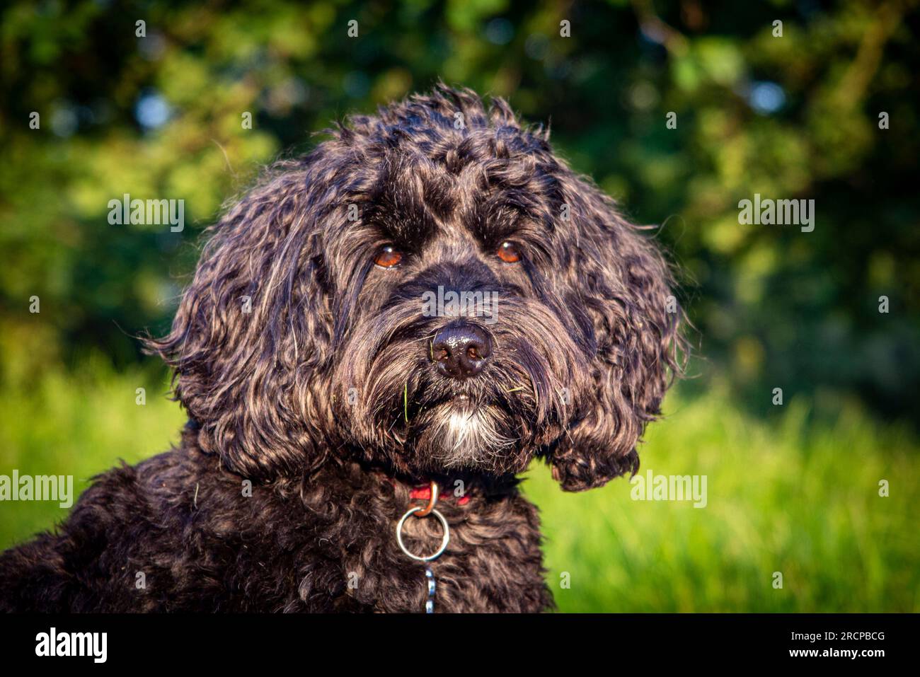 Cockapoo stick hi-res stock photography and images - Alamy
