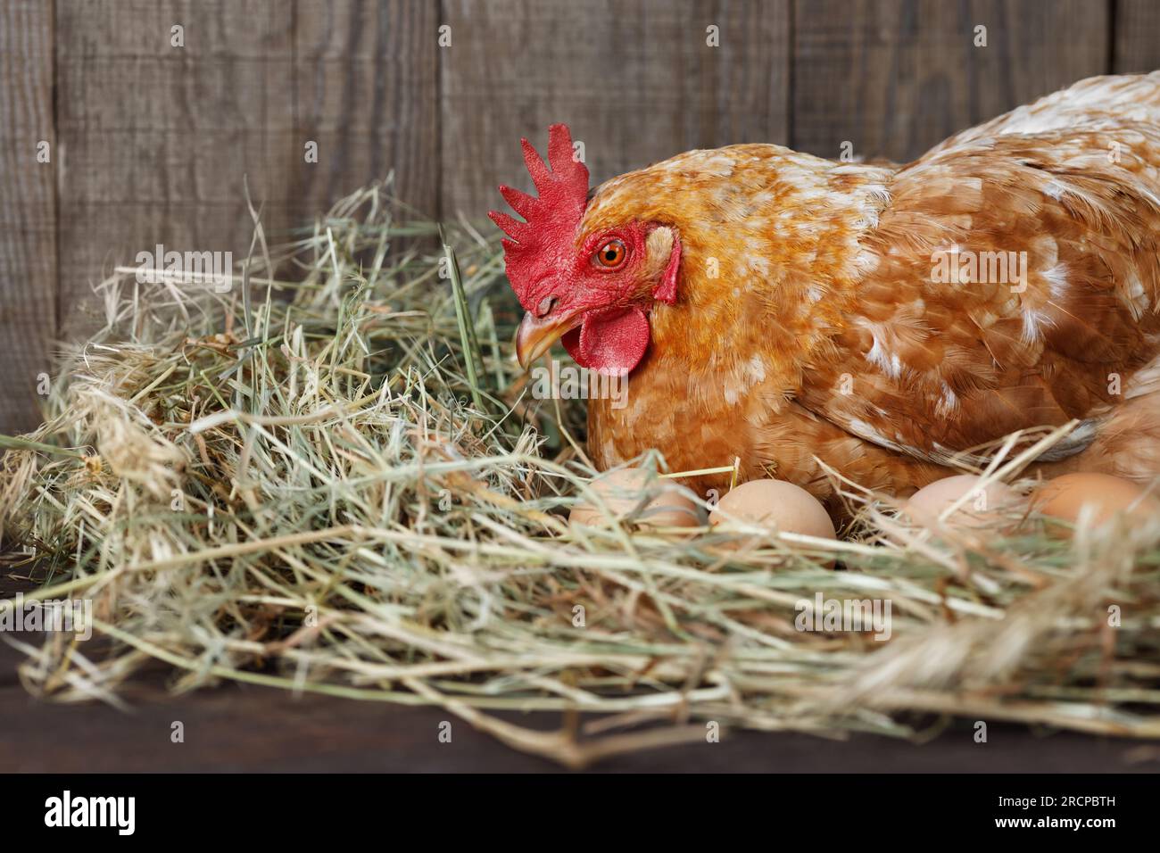 hen hatching eggs in nest of straw inside a wooden chicken coop Stock