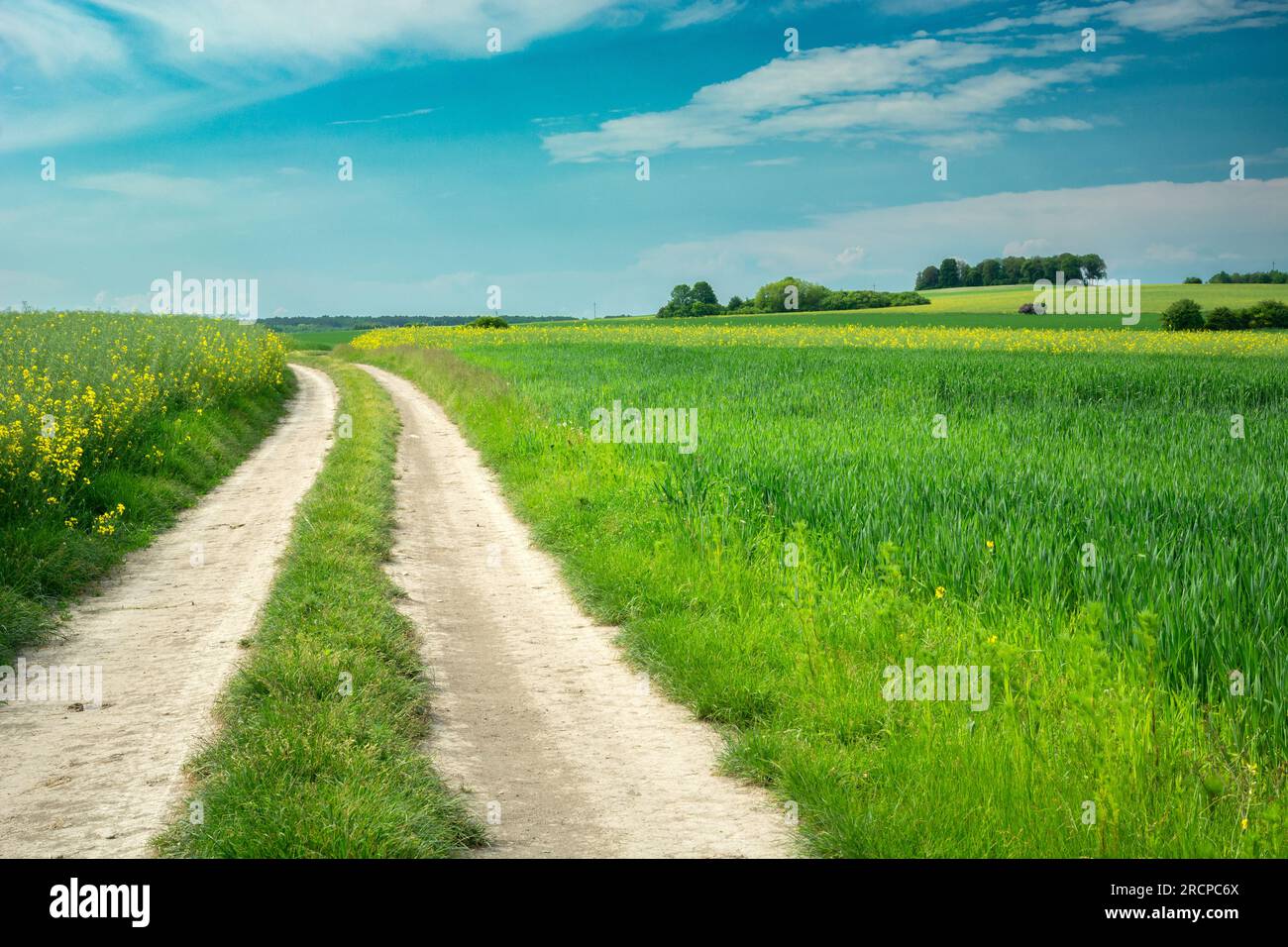 Dirt road through green fields and blue sky, June day, Staw, eastern Poland Stock Photo