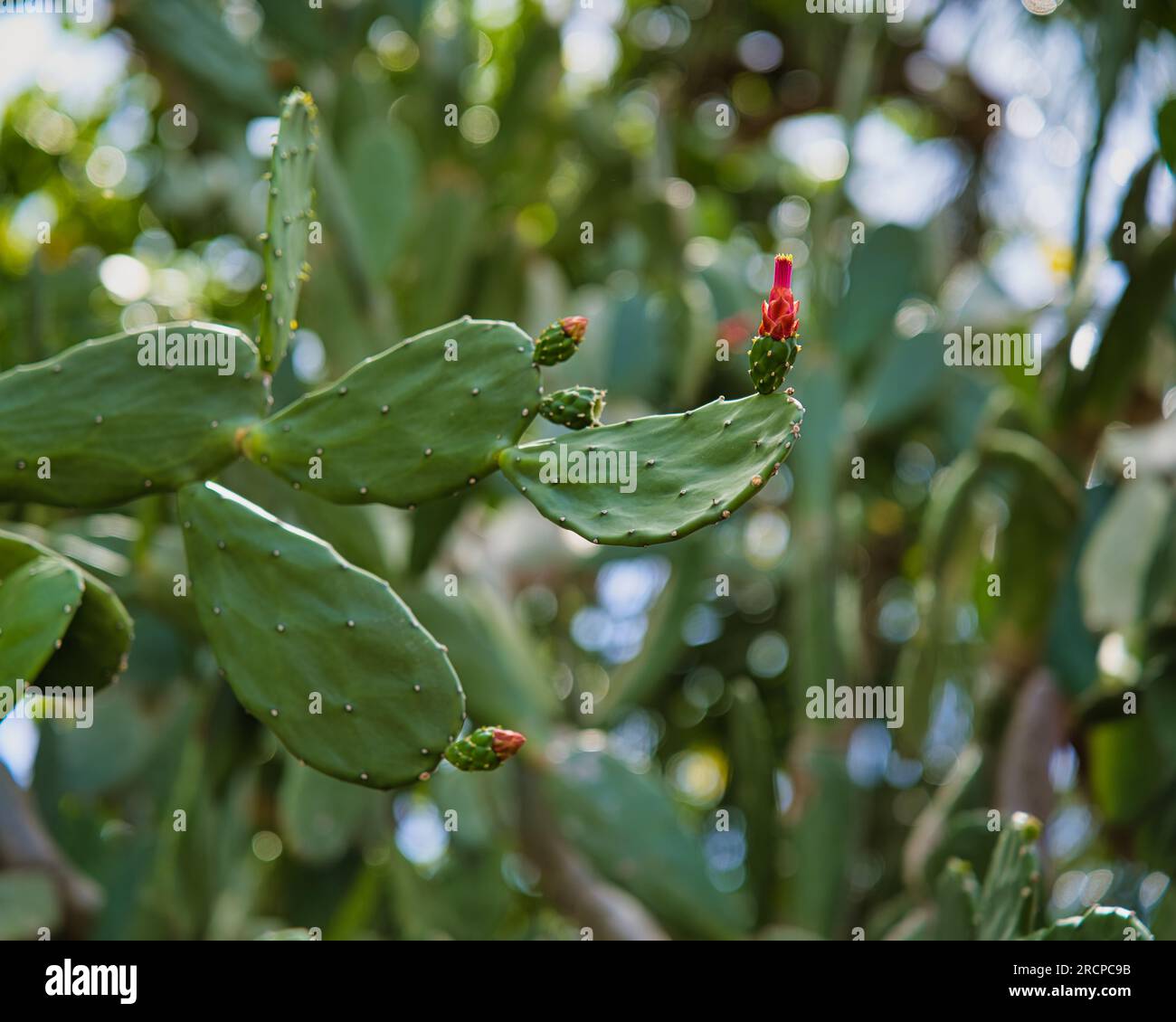 Closeup of cactus plant and its red flowers, Mahe Seychelles Stock Photo