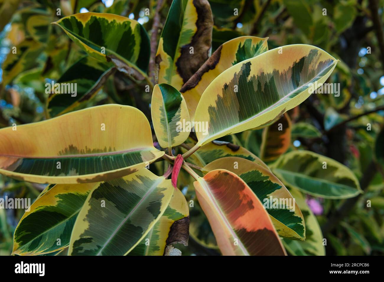 Closeup of ficus leave plant in town victoria, Mahe Seychelles Stock Photo