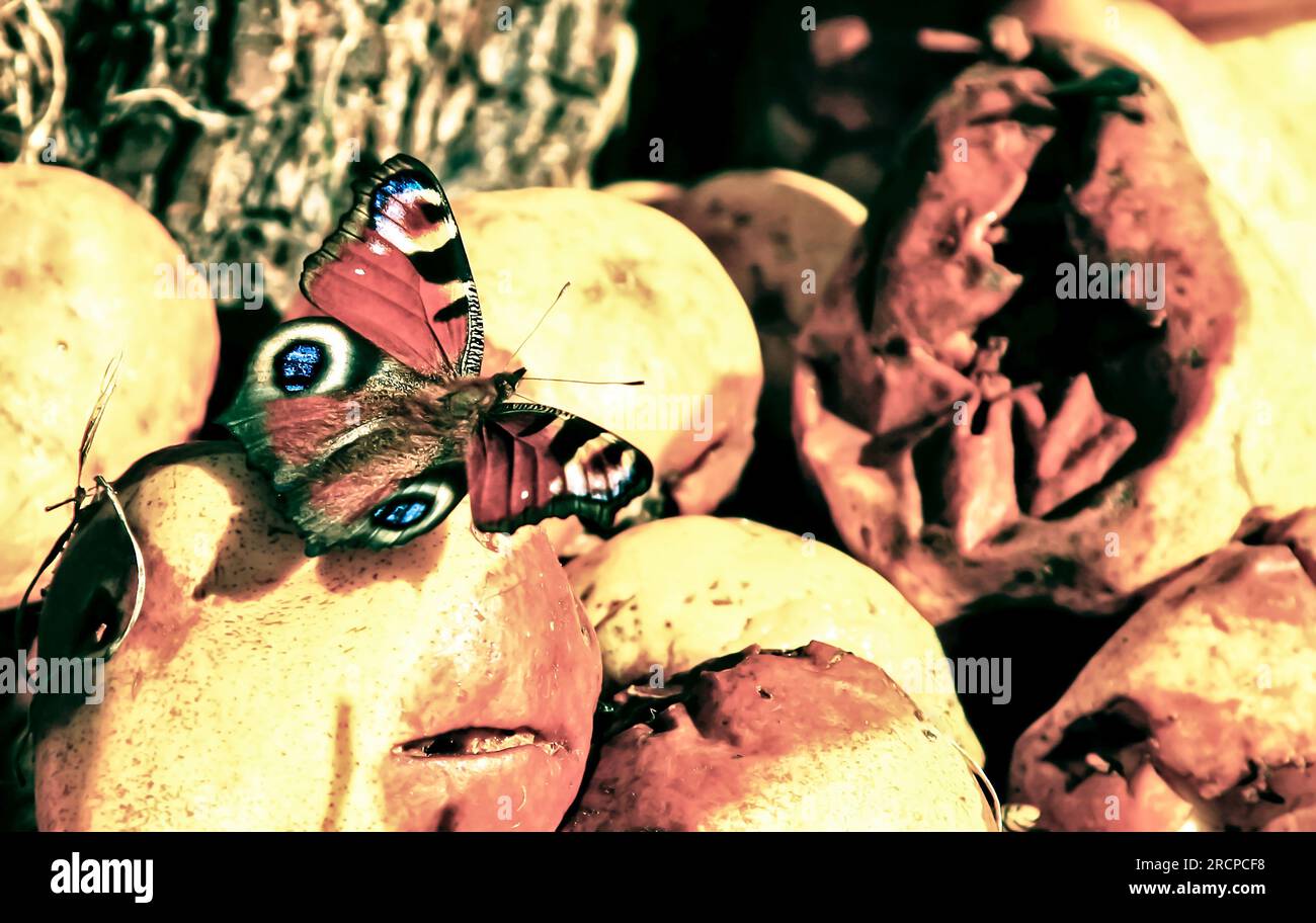 Beautiful butterfly eating rotten food. Concept of nice and ugly Stock ...