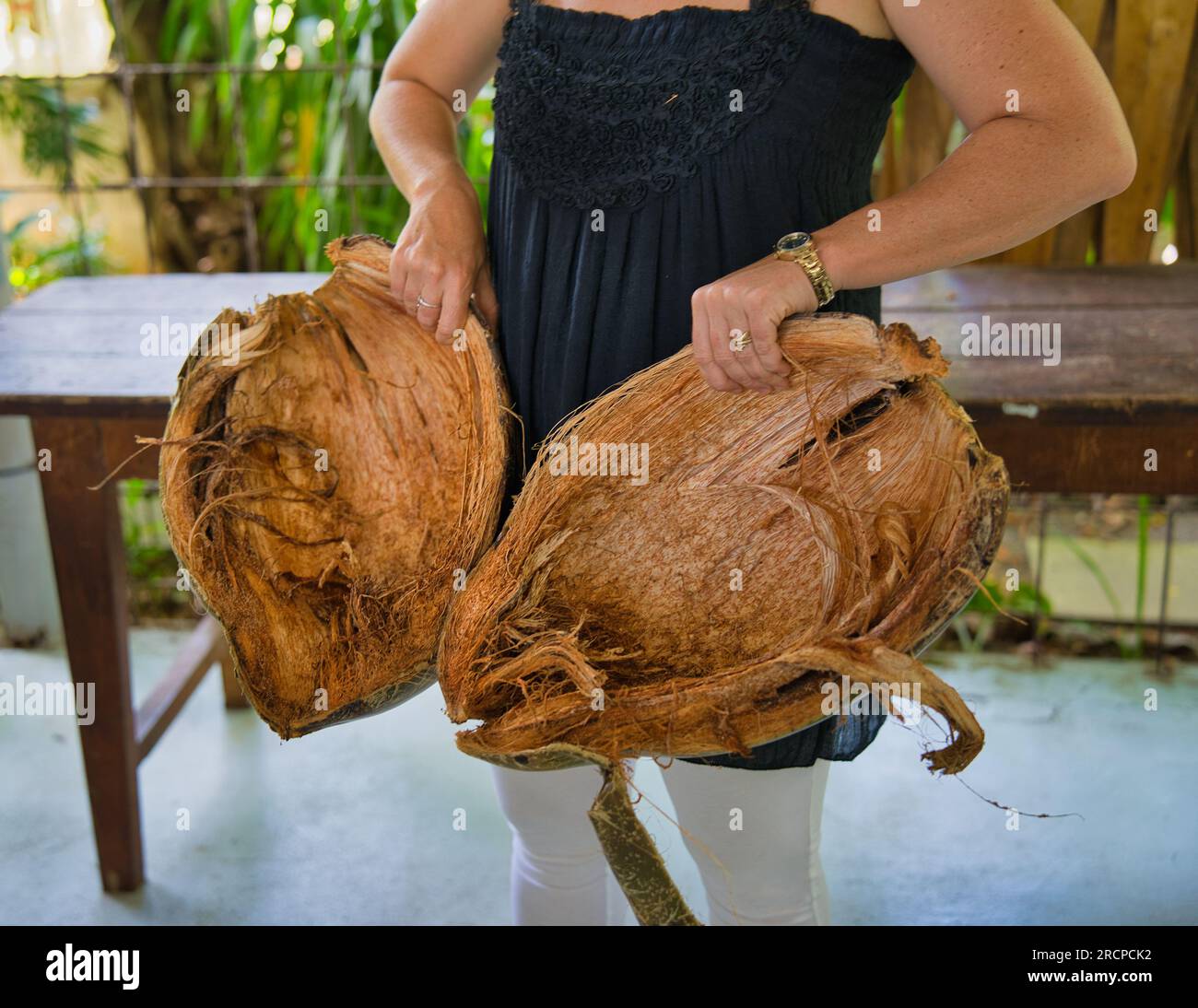 Coco de mer husk in woman hands, the husk of the world biggest seed, Mahe Seychelles Stock Photo