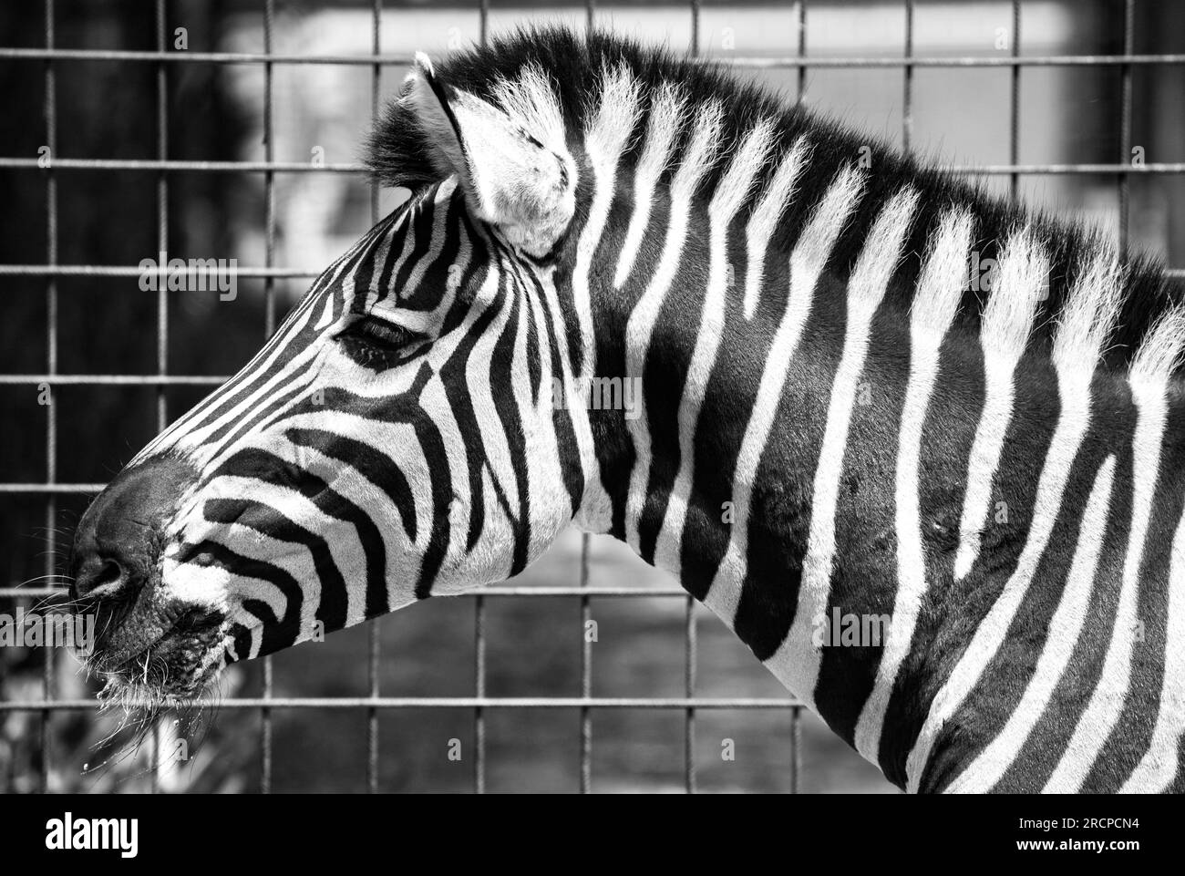 Zebra in zoo. Animal captivity Stock Photo Alamy