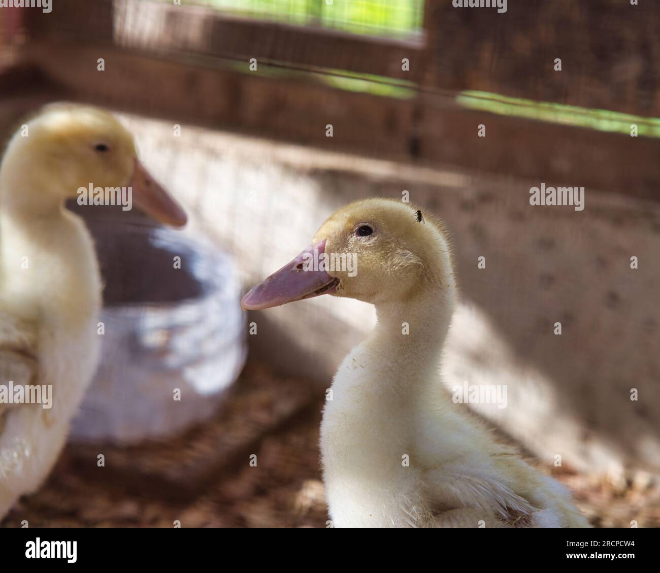 Ducks in cage at a farm on Mahe,Seychelles Stock Photo