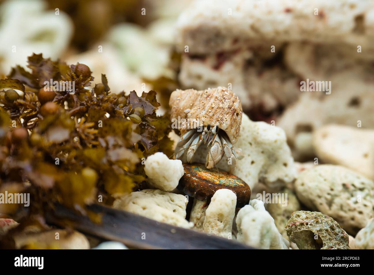 Hermit crabs exchange hi-res stock photography and images - Alamy